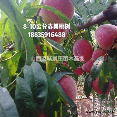 直径30公分=米径30公分国槐·30公分国槐价格40公分国槐
