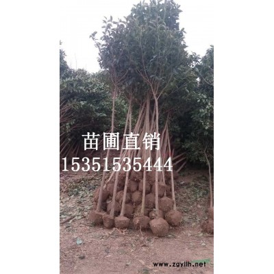 银杏 东台苗供应 江苏银杏价格