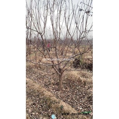山西地区供应3-5公分花椒树，6-8公分丛生花椒树