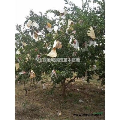 我想买红叶李，哪里有卖红叶李的，粗度3公分到5公分红叶李价格