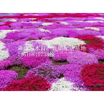 萧山夹竹桃供应