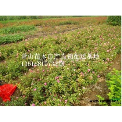 萧山苗木一站式集成供应商：洒金珊瑚.法国冬青.金钟花.黄馨