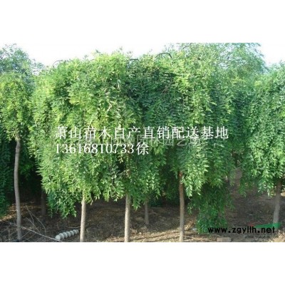 萧山苗木一站式供应链服务商：六道木.火棘.石楠.水蜡.结香