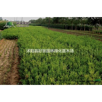 美人蕉价格_美人蕉图片_美人蕉产地_美人蕉绿化苗木苗圃基地