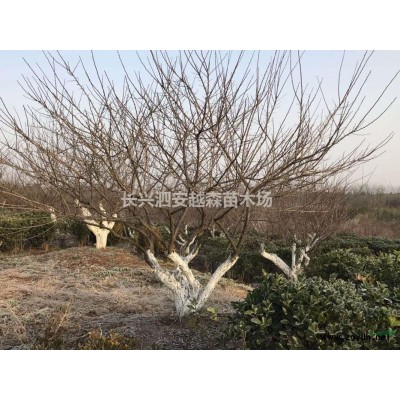 浙江长兴供应18-30公分精品香樟