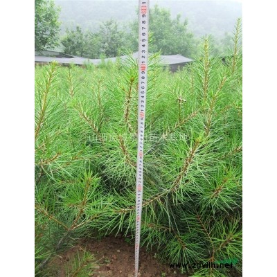 石榴树价格多少钱一棵？石榴树哪里的价格便宜，石榴树基地