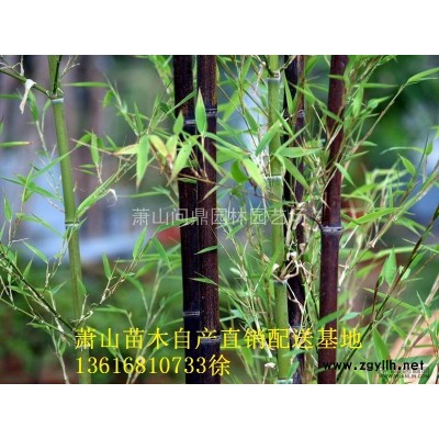 阔叶麦冬