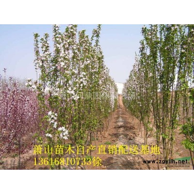 萧山苗木一站式供应链服务商：美人蕉/酢酱草/美女樱/紫娇花