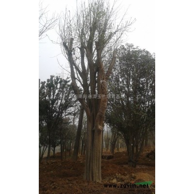 河南南阳供应木瓜，等各种大规格苗木