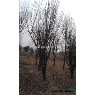 河南地区供应10-60公分玉兰