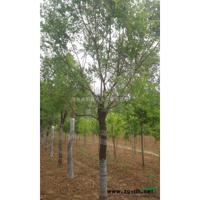 河南地区供应6-50公分木瓜