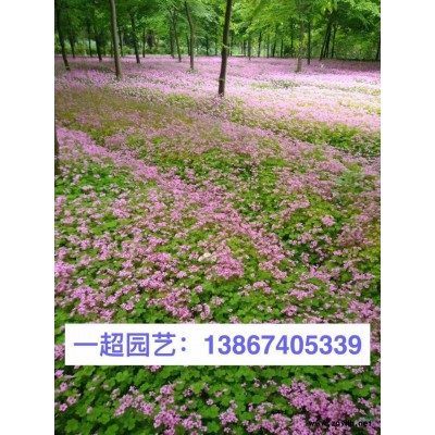 血草 日本血草 血草小杯苗 精品血草批发