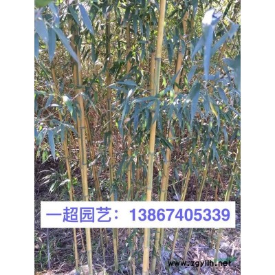 白睡莲 睡莲 精品睡莲品种*