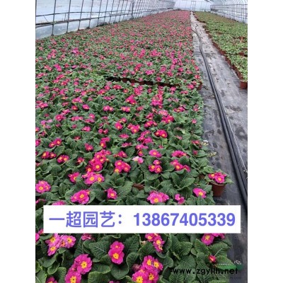 柳叶马鞭草 马鞭草 精品紫花柳叶马鞭草基地