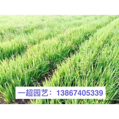 浙江美人蕉行情/红花美人蕉 精品矮秆红花美人蕉苗圃直销