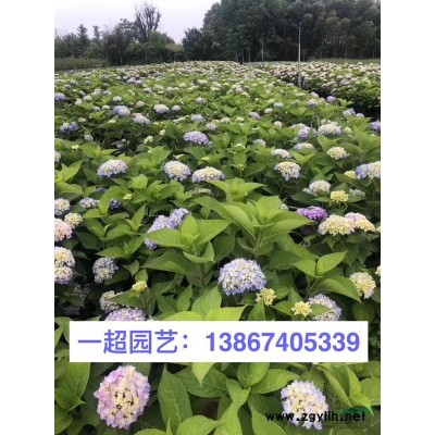 浙江火焰狼尾草便宜 火焰狼尾草价格/狼尾草基地直销