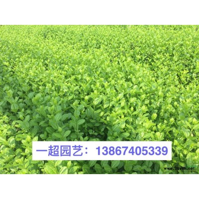 紫萼 紫萼价格