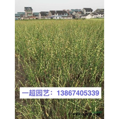 铁线蕨 荚果蕨 各种蕨类植物基地