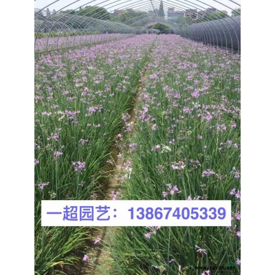 细茎针芒
