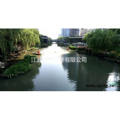 基地直销独杆冬青 独杆大叶黄杨球 高杆冬青球 高杆大叶黄杨球