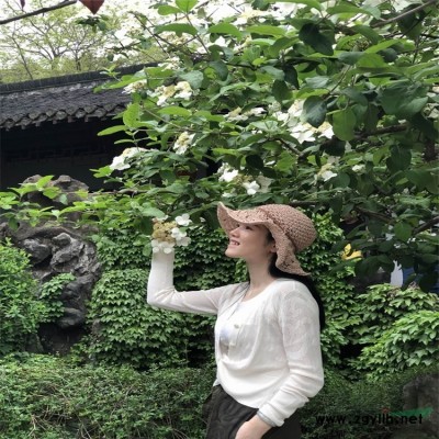 欧石竹 海石竹花苗盆栽带花 尖叶石竹 量大价优