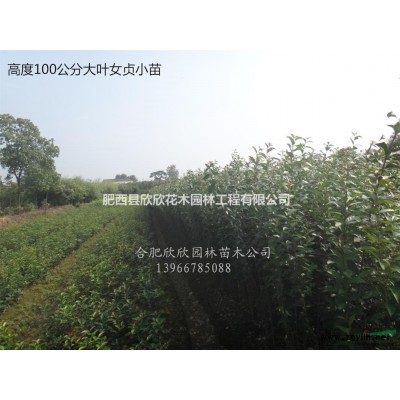 安徽合肥肥西供应1-2生枇杷小苗H60-100CM 100万