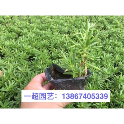 水蜡烛 优质水蜡烛价格