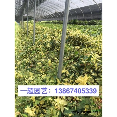 花叶蔓长春 精品花叶蔓长春批发