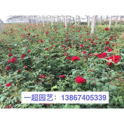 黑心菊 黑心菊小杯 黑心菊盆栽 精品黑心菊价格