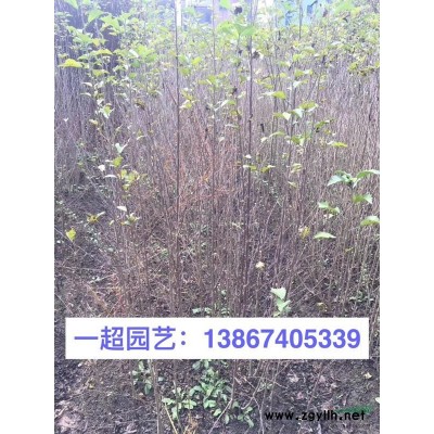 晨光芒 芒草 须芒草等各种芒草品种规格* 晨光芒价格