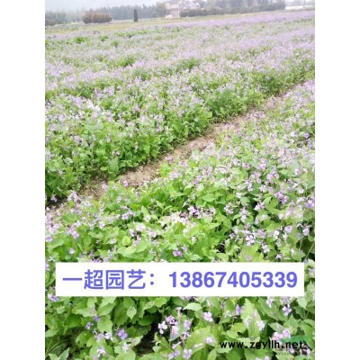 小叶栀子 小叶栀子盆栽 小杯