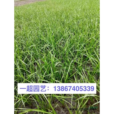 斑竹