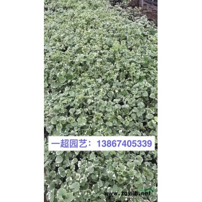 欧洲荚迷 欧洲荚蒾 精品欧洲荚蒾价格 欧洲荚迷批发