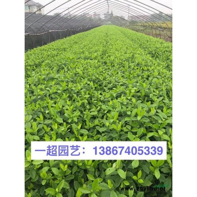 荻 荻荻草 精品荻 优质荻荻草批发