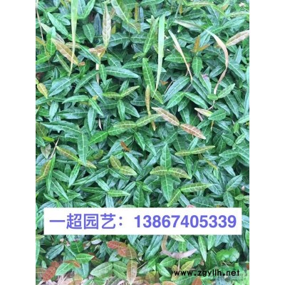 批发商陆 委陵菜 茼麻 黄花蒿 紫花地丁 天南星哪里便宜