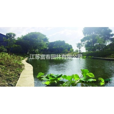 花境植物 欧石竹完美石竹杯苗 袋苗 大桶苗 产地批发苗圃价格