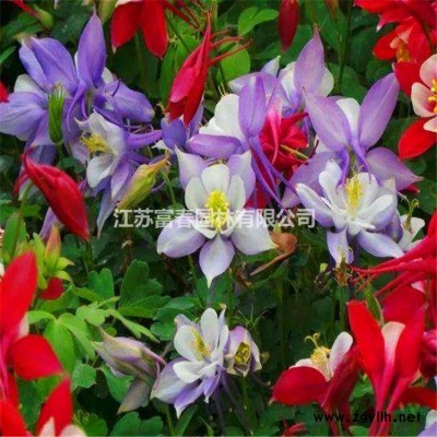 美丽乡村、花海、护坡、项目*选-丛生芝樱（丛生福禄考），六种