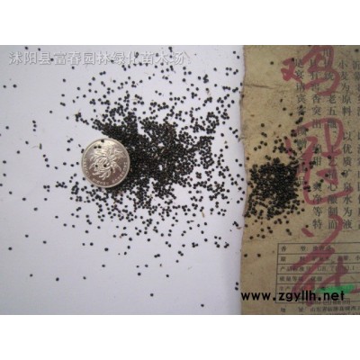 黄金枸骨 产地直销 小苗工程苗毛球精品球大小规格*