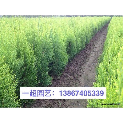 芡实 精品芡实大小规格*