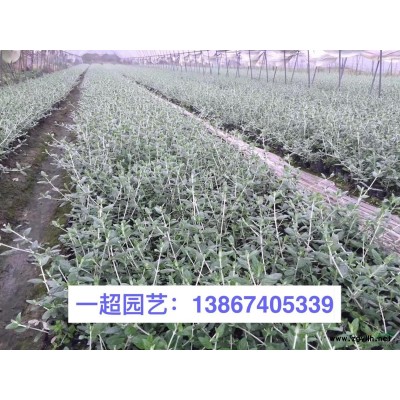 花叶络石 精品花叶络石批发 花叶络石价格