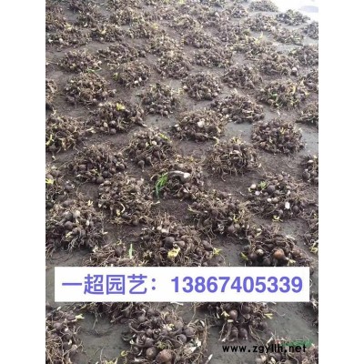 蛇目菊