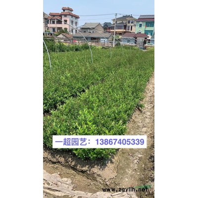 花叶蔓 精品花叶蔓小杯 青叶蔓基地 花叶蔓价格