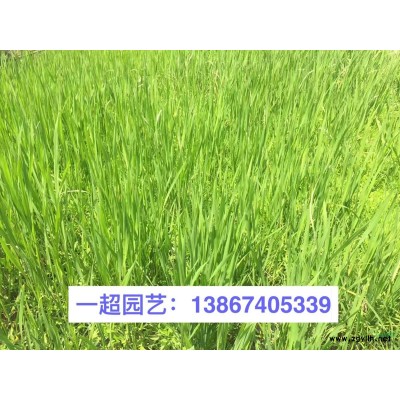 牵牛花 牵牛花基地直销 牵牛花价格