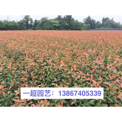 云南黄馨 云南黄馨小杯 云南黄馨毛球 精品云南黄馨批发