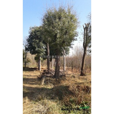 河南地区供应6-30公分北栾