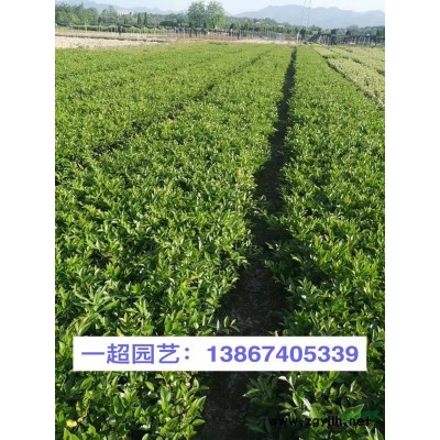 浙江哪里有芒草 龙牙草 甜根子草 五节芒 尼泊尔蓼 卡开芦