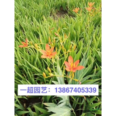 火炬花 火炬花价格 火把莲基地价格