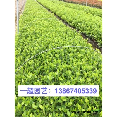 金禾女贞，金禾女贞小杯苗，金禾女贞大杯苗，金禾女贞小毛球