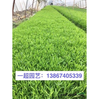 亮丽忍冬 亮叶忍冬 亮丽忍冬小杯 亮叶忍冬批发