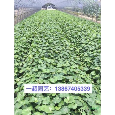 德国鸢尾 德国鸢尾批发